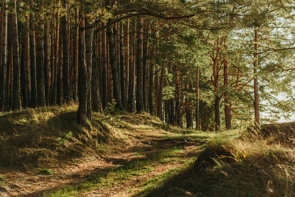 8 Tips for Forest Bathing