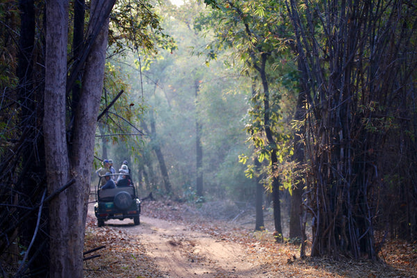 In Search of Wild Tigers in India