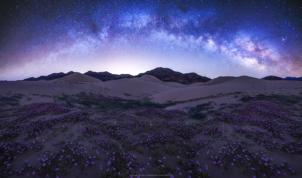 Finding Beauty in Death (Valley)