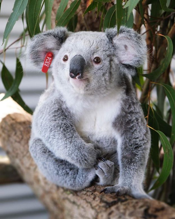 Coalatree giveback to Australia Zoo