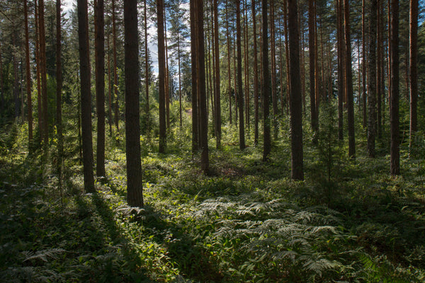 8 Tips for 'Forest Bathing'