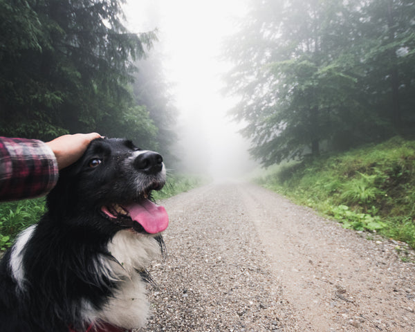 7 Essential Tips for Backpacking with your Dog