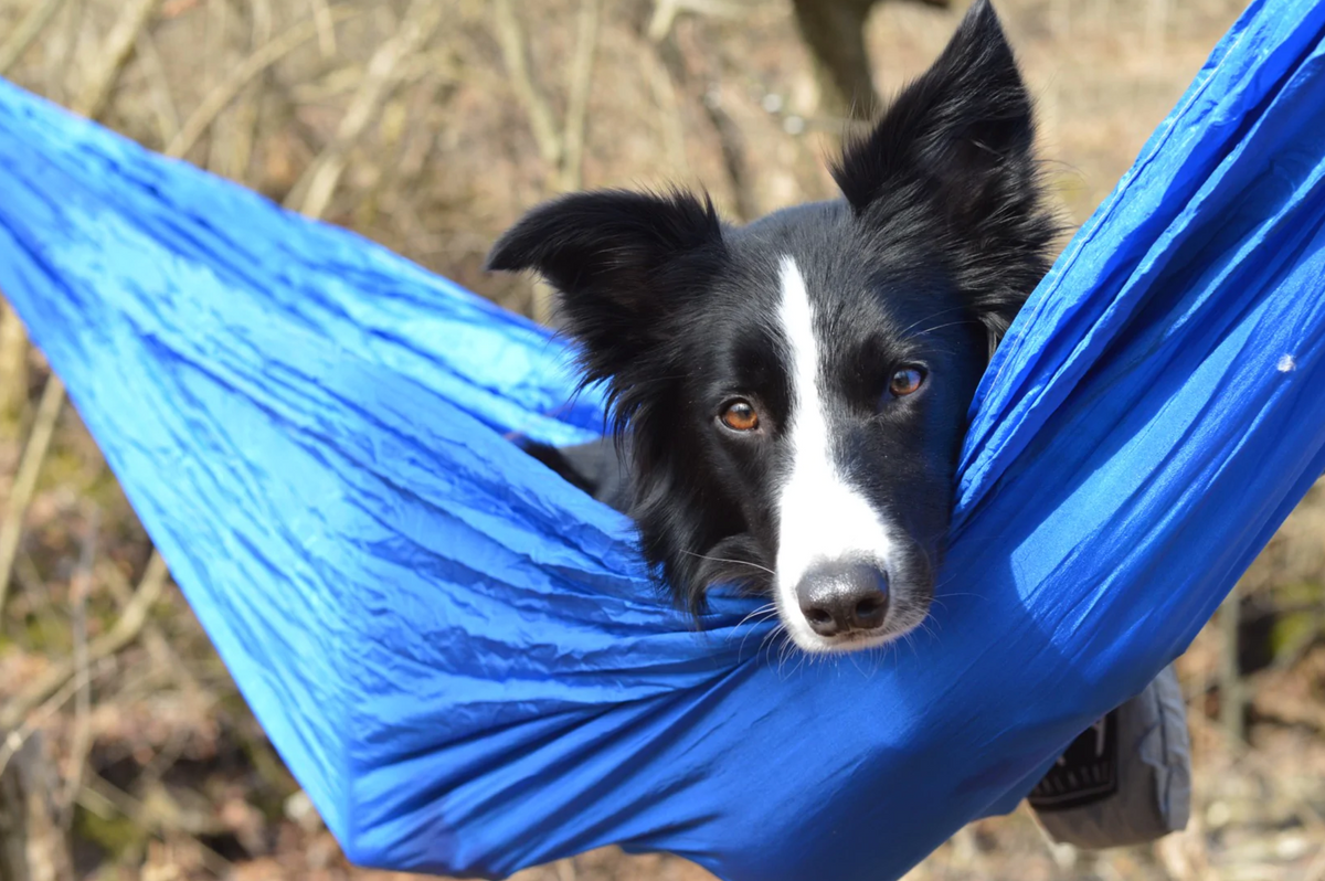 Relaxation Redefined: Explore the Hammocks Collection at Coalatree